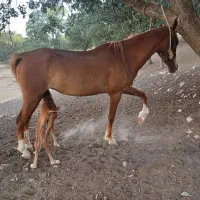 مادیان ۴ ساله با کره یک ماهه