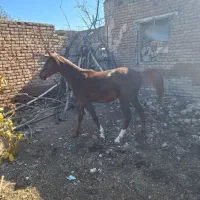 اسب|اسب و تجهیزات اسب‌سواری|سلماس, |دیوار