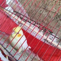 عروس هلندی و مرغ عشق|پرنده|گرگان, |دیوار