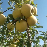 هرس درختان سیب در منطقه پادنا