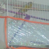 قناری نرمست