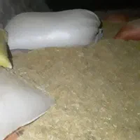 کاه گندم دیم.|لوازم جانبی حیوانات|بیستون, |دیوار