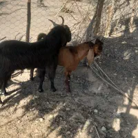 باسلام  2  راس چپش نر یکیش 2 ساله یکیش 7 ماهه