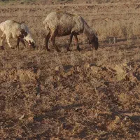 میش..،