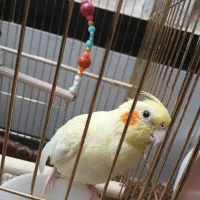 عروس هلندی