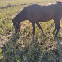 اسب|اسب و تجهیزات اسب‌سواری|آستانه اشرفیه, |دیوار