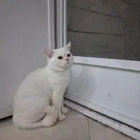 گربه خونگی