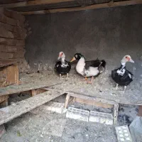 ۳عدد ..اردک اسرائیلی جمکران