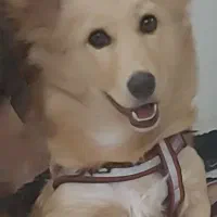 سگ...
