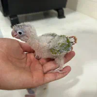 جوجه گرینچیک آناناسی