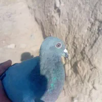 3تا کفتر المانی پرشی