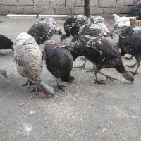 تعدادی بوقلمون