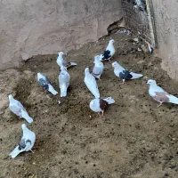 فروش کبوتر پشتار کاکل