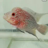 ماهی فلاور هورن|ماهی|بجنورد, |دیوار