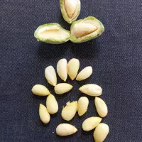 بادام شرین کاغذی