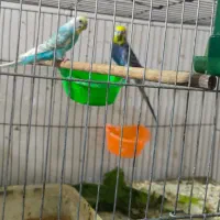 جفت مرغ عشق رینبو همراه با جوجه