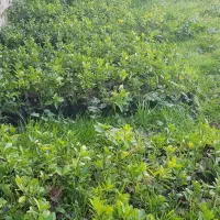 شمشاد|خدمات باغبانی و درختکاری|لاهیجان, لفمجان|دیوار