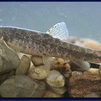 سگ ماهی طعمه قزل الا