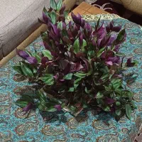 گل خیلی خوشگل