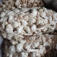 سیر درشت