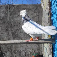 کبوتر طوقی|پرنده|بوئین زهرا, |دیوار