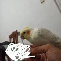 عروس لوتینو گم شده