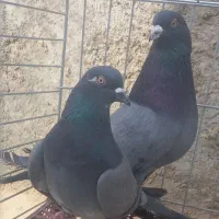 کبوتر|پرنده|زارچ, |دیوار