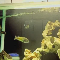 ماهی ترفئوس ایکولا|ماهی|کهریزک, |دیوار