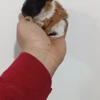 خوکچه هندی منیاتوری|موش و خرگوش|بوکان, |دیوار