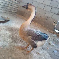 یک جفت قوغازاکراینی دونه ای ۹۰۰ تخم گذار|پرنده|تیران, |دیوار