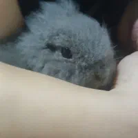 خرگوش لوپ اصل