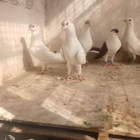 چپ ساده قلدور|پرنده|شاندیز, |دیوار