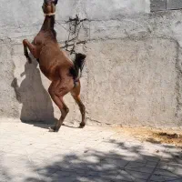 کره نریون خالص دره شور