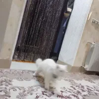 فروش یک جفت گربه نر وماده نژاد پرشین|گربه|زاهدان, |دیوار