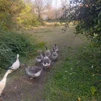 غاز محلی|حیوانات مزرعه|فومن, |دیوار