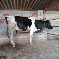 تلیسه شیری شکم اول دو دندان گاو گوساله|حیوانات مزرعه|گمیشان, |دیوار