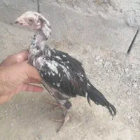 3 عدد جوجه فروشی|حیوانات مزرعه|سراوان, |دیوار