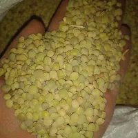 عدس دیمه تازه