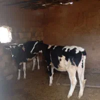 گوساله|حیوانات مزرعه|کرمان, |دیوار