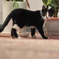 واگذاری بچه گربه ماده