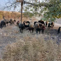 ۱۷راس میش ۴عدد آبستن باقی زاییده جفتی ۳۸ میلیون|حیوانات مزرعه|جوادآباد, |دیوار