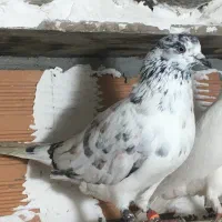 کبوتر پرشی بشرط