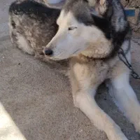هاسکی ،ماده