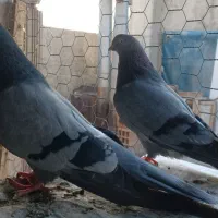 کبوتر