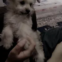 سگ پاکوتاه