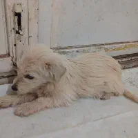 واگذاری سگ پا کوتاه