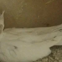 عروس هلندی تک و مولد با جوجه و برزیلی