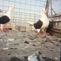 پشدارکبوتر کویتی۴تومن|حیوانات|الوند, |دیوار