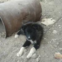 توله سگ قدرجونی