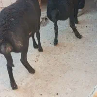 بره نر فروشی|حیوانات مزرعه|شاهین دژ, |دیوار